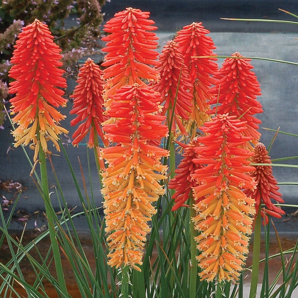 <i>Kniphofia</i> 'Poco Sunset' (Poco Series)