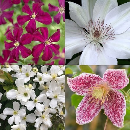 Four seasons clematis collection