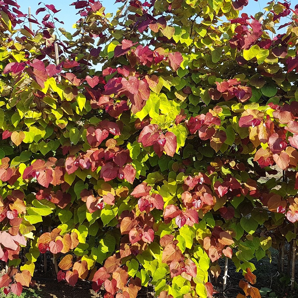 Buy RHS Chelsea Flower Show Plant of the Year 2021 - redbud Cercis ...