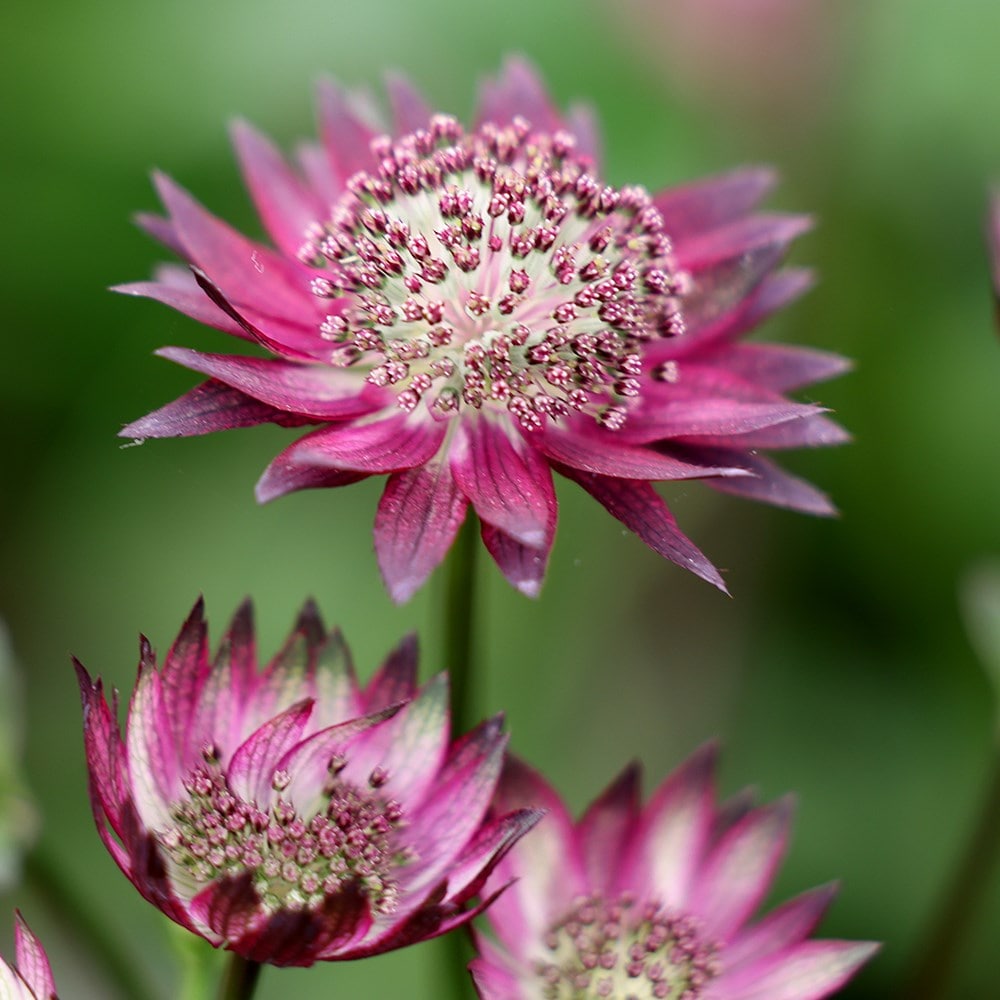 <i>Astrantia major</i> 'Gill Richardson Group'