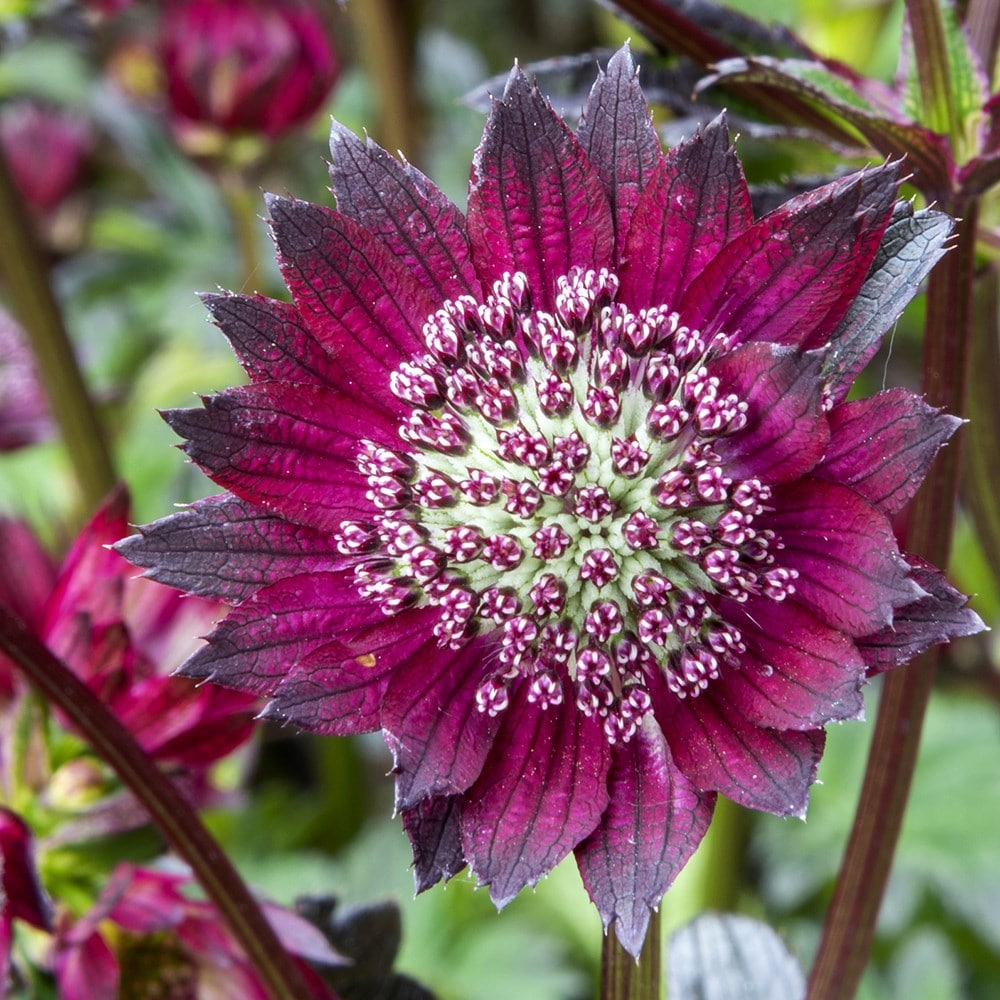 Product options image