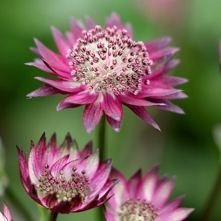 Astrantia major Gill Richardson Group