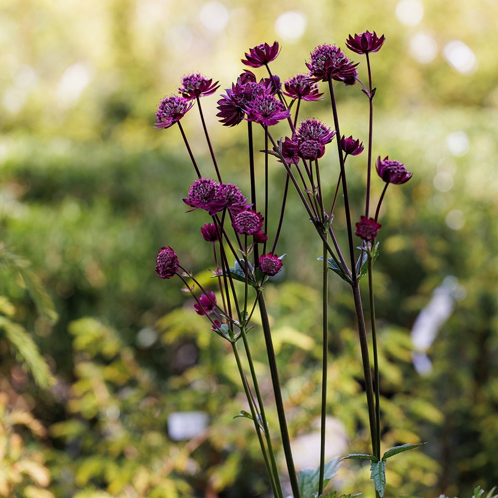 <i>Astrantia major</i> 'Gill Richardson Group'