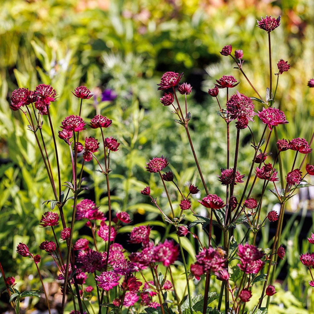 <i>Astrantia major</i> 'Gill Richardson Group'