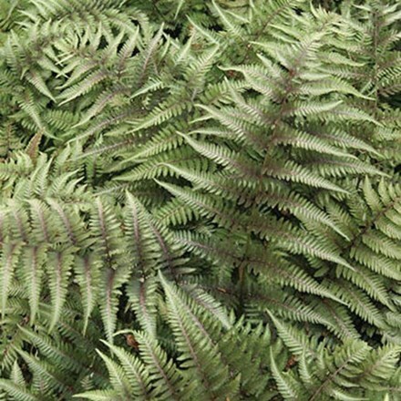 Athyrium niponicum var. pictum Red Beauty