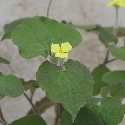 Saruma henryi