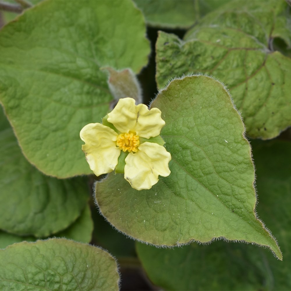 <i>Saruma henryi</i> 
