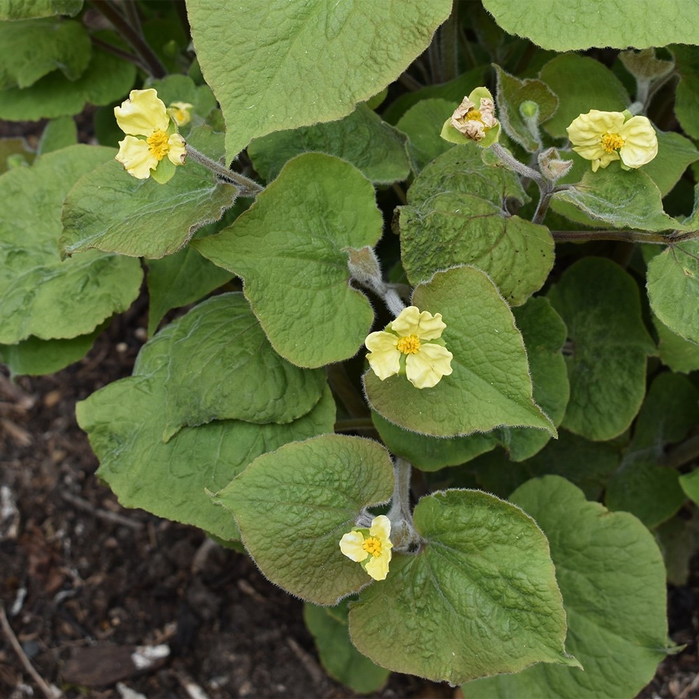 <i>Saruma henryi</i> 