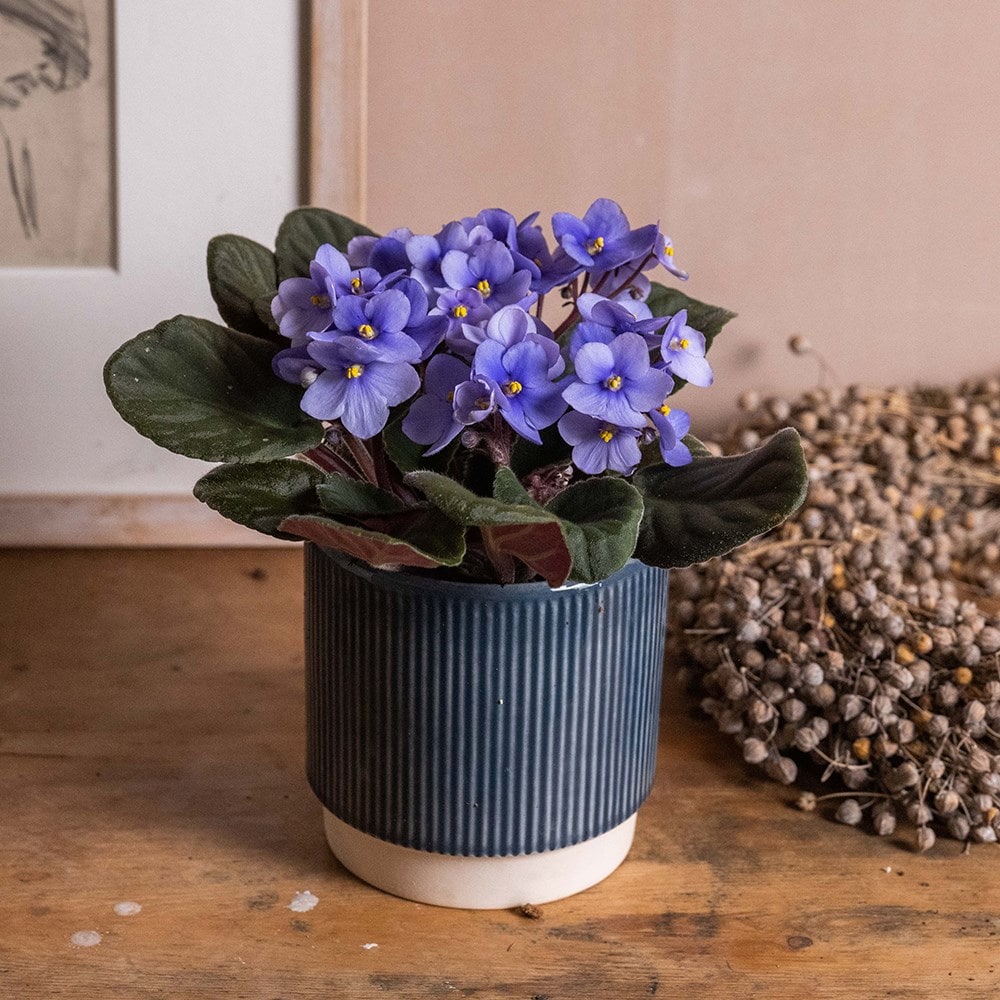 Product options image