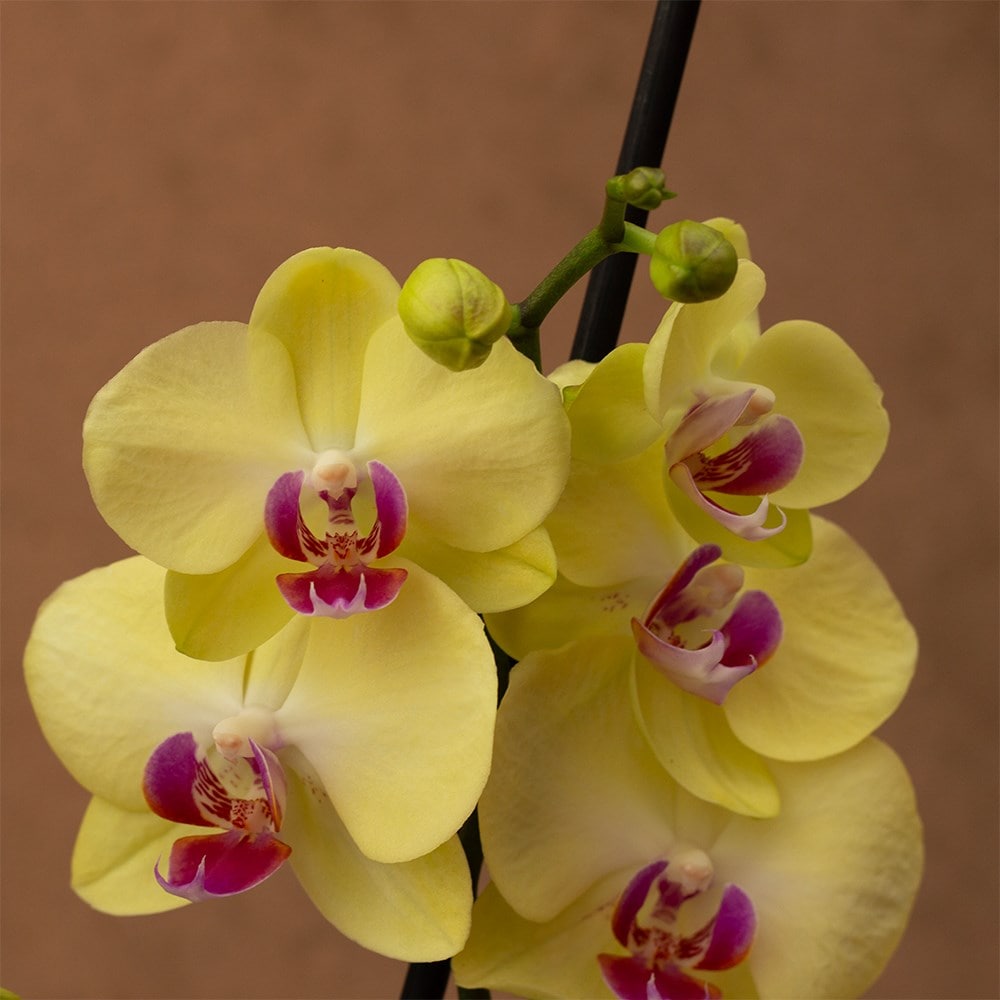 moth orchid