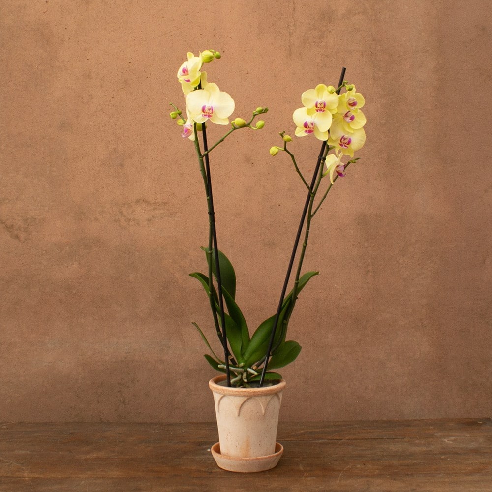 Phalaenopsis Miraflore | Orchid