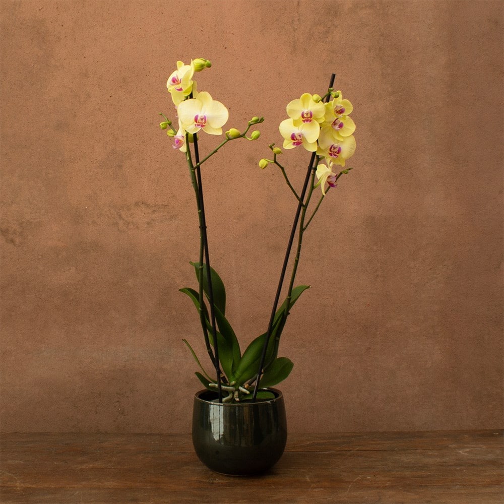 Phalaenopsis Miraflore | Orchid