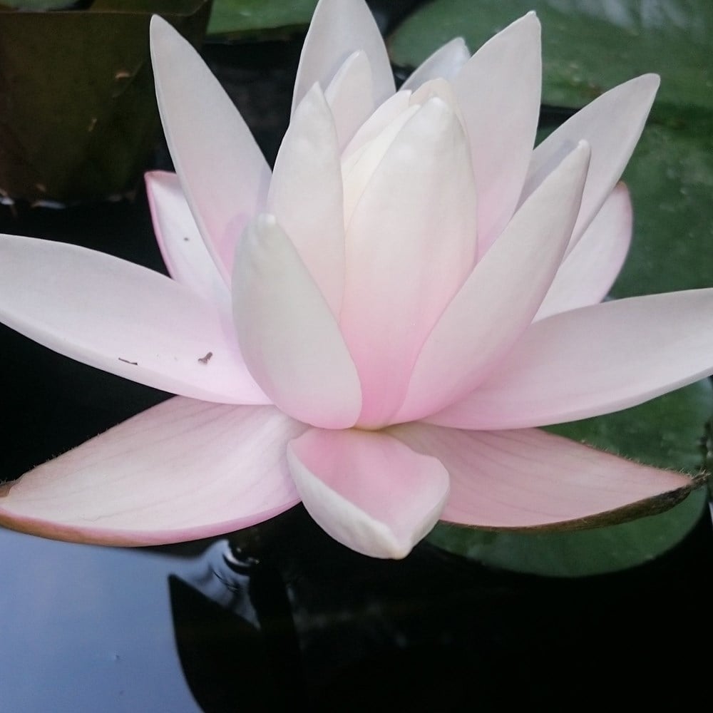 <i>Nymphaea</i> 'Doll House'