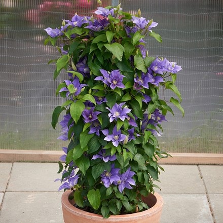 <i>Clematis</i> <b class=small-caps>Olympia</b> ('Evipo099') (PBR) (Boulevard Series)