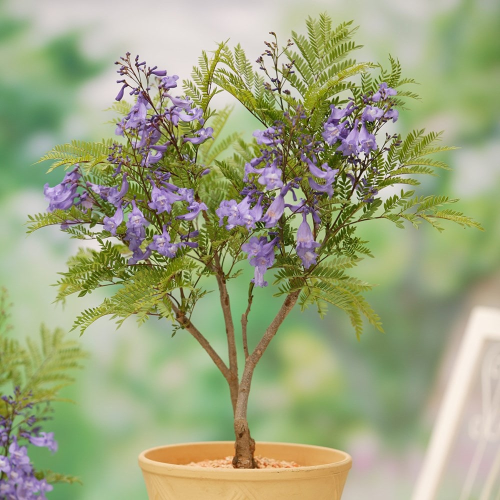 Product options image