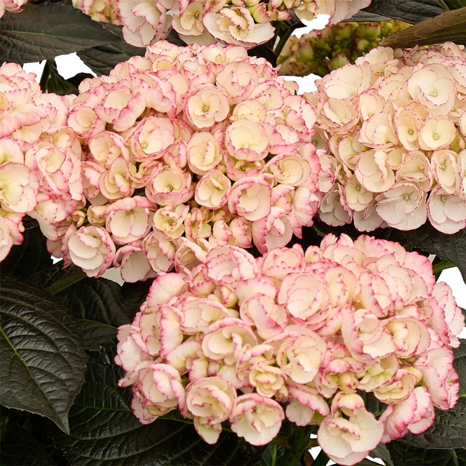 <i>Hydrangea macrophylla</i> <b class=small-caps>Midnight Pearl</b> ('Hokomamipe') (PBR)
