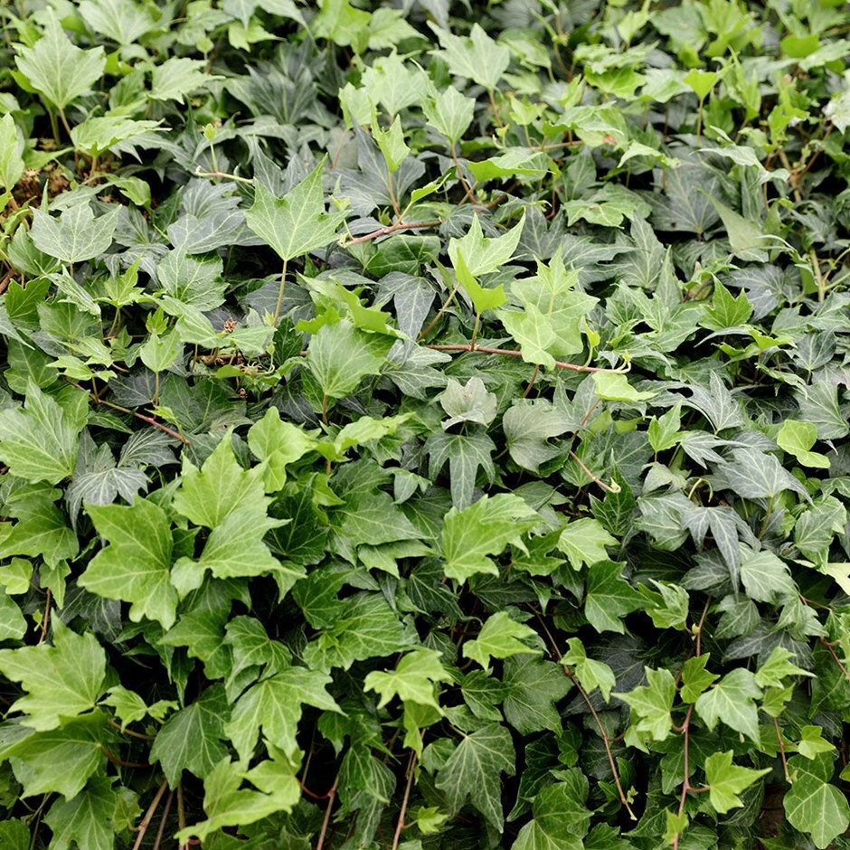 White Ripple - Ivy - Hedera helix