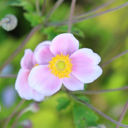 Anemone × hybrida Loreley