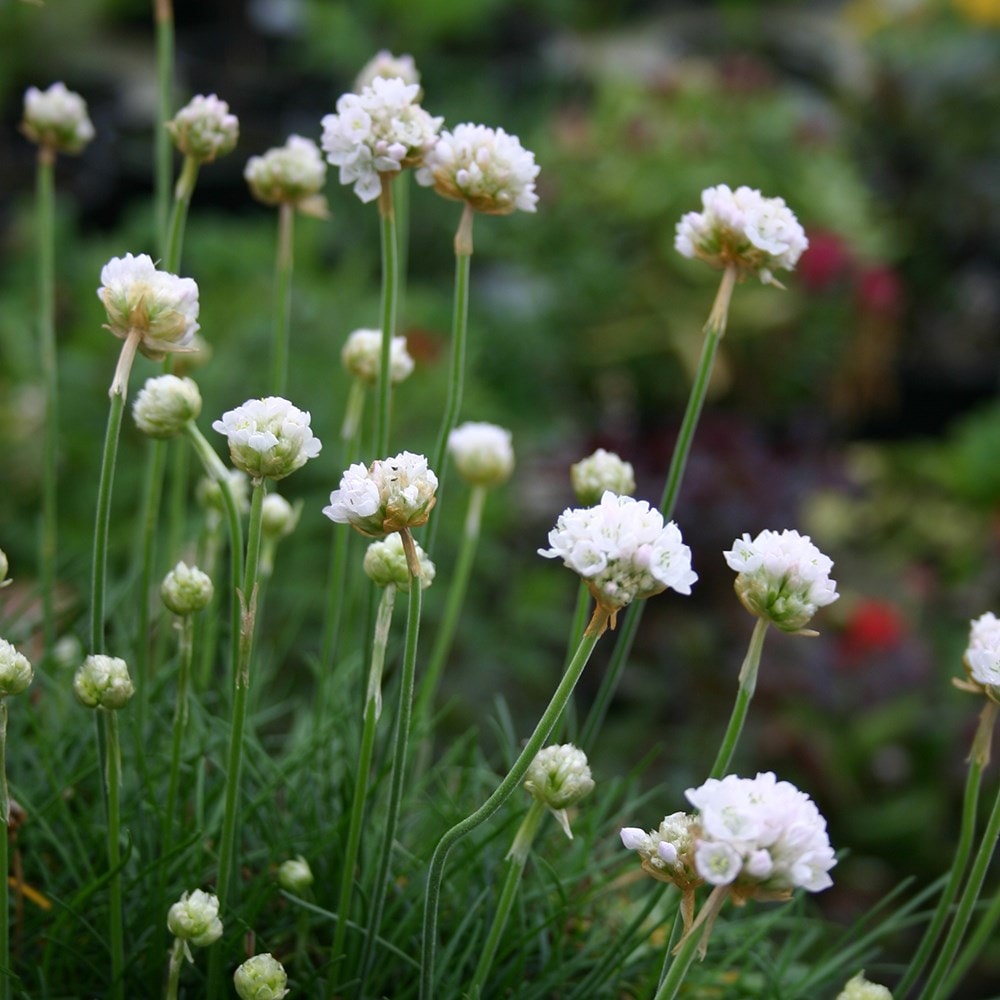<i>Armeria maritima</i> 'Morning Star White'