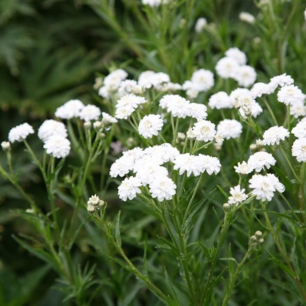 Achillea ptarmica (The Pearl Group) The Pearl (clonal)