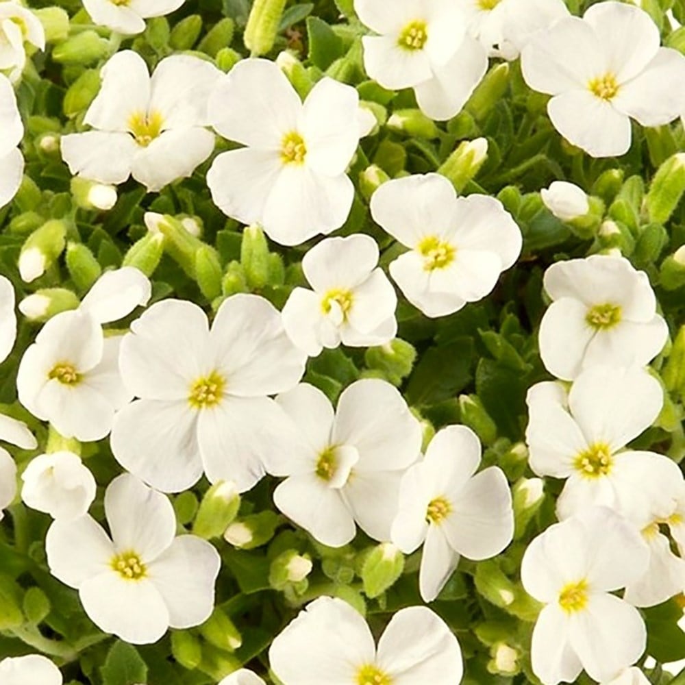 <i>Aubrieta</i> 'Axcent White' (Axcent Series)