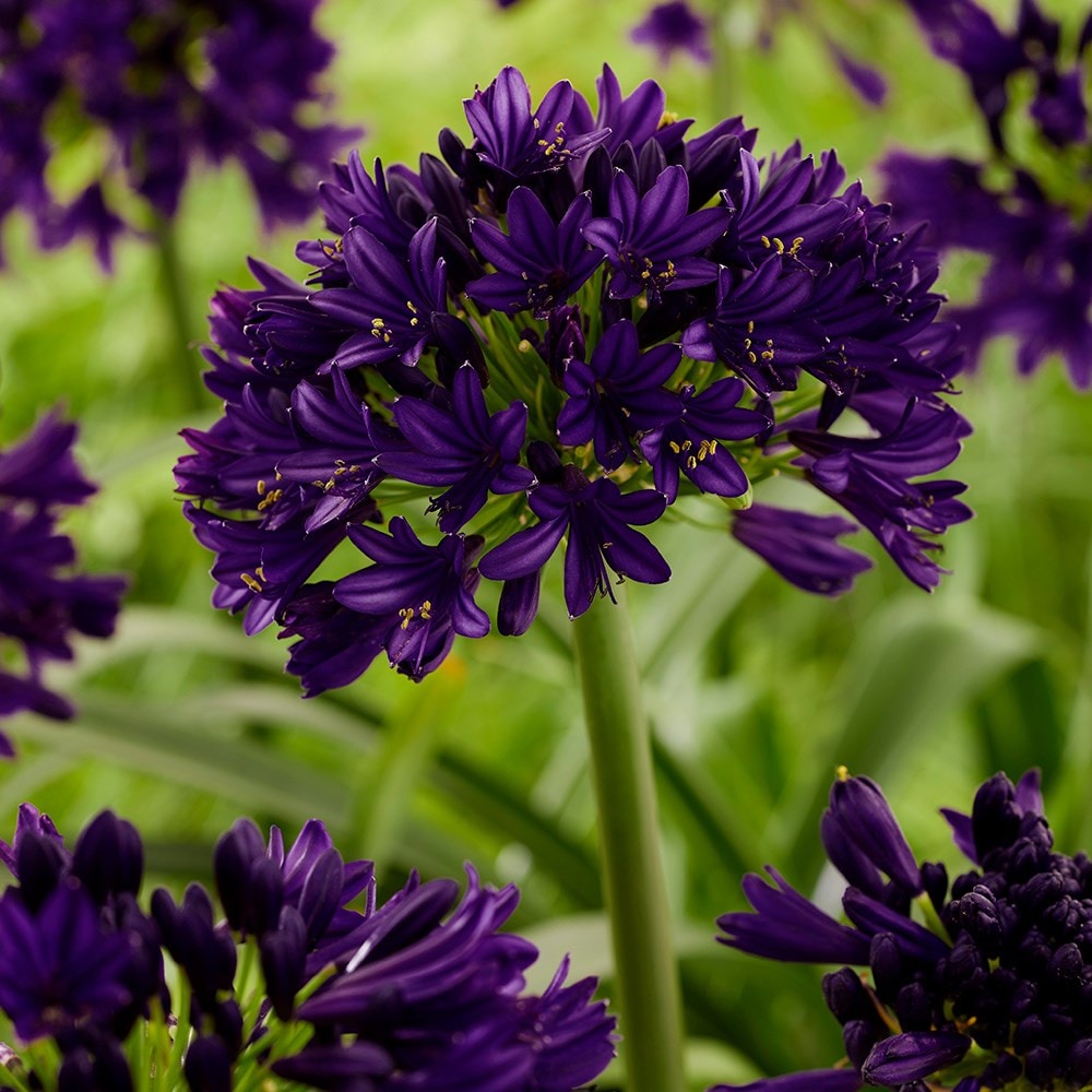 Product options image