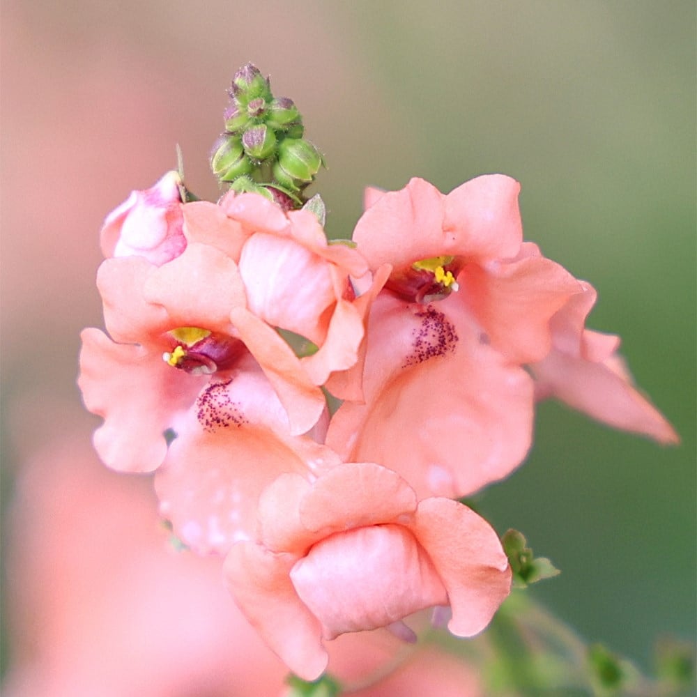 Product options image