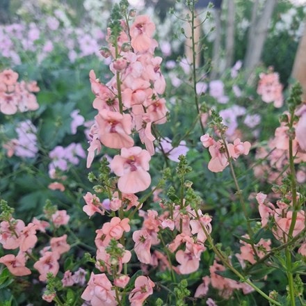 Diascia Monhop Apricot
