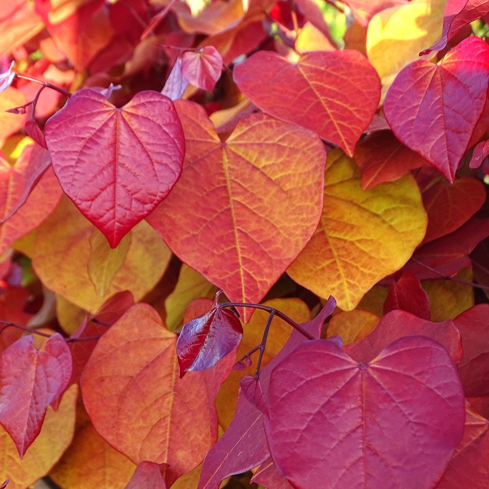 <i>Cercis</i> × <i>canadensis</i> <b class=small-caps>Eternal Flame</b> ('Nc2016-2') (PBR)