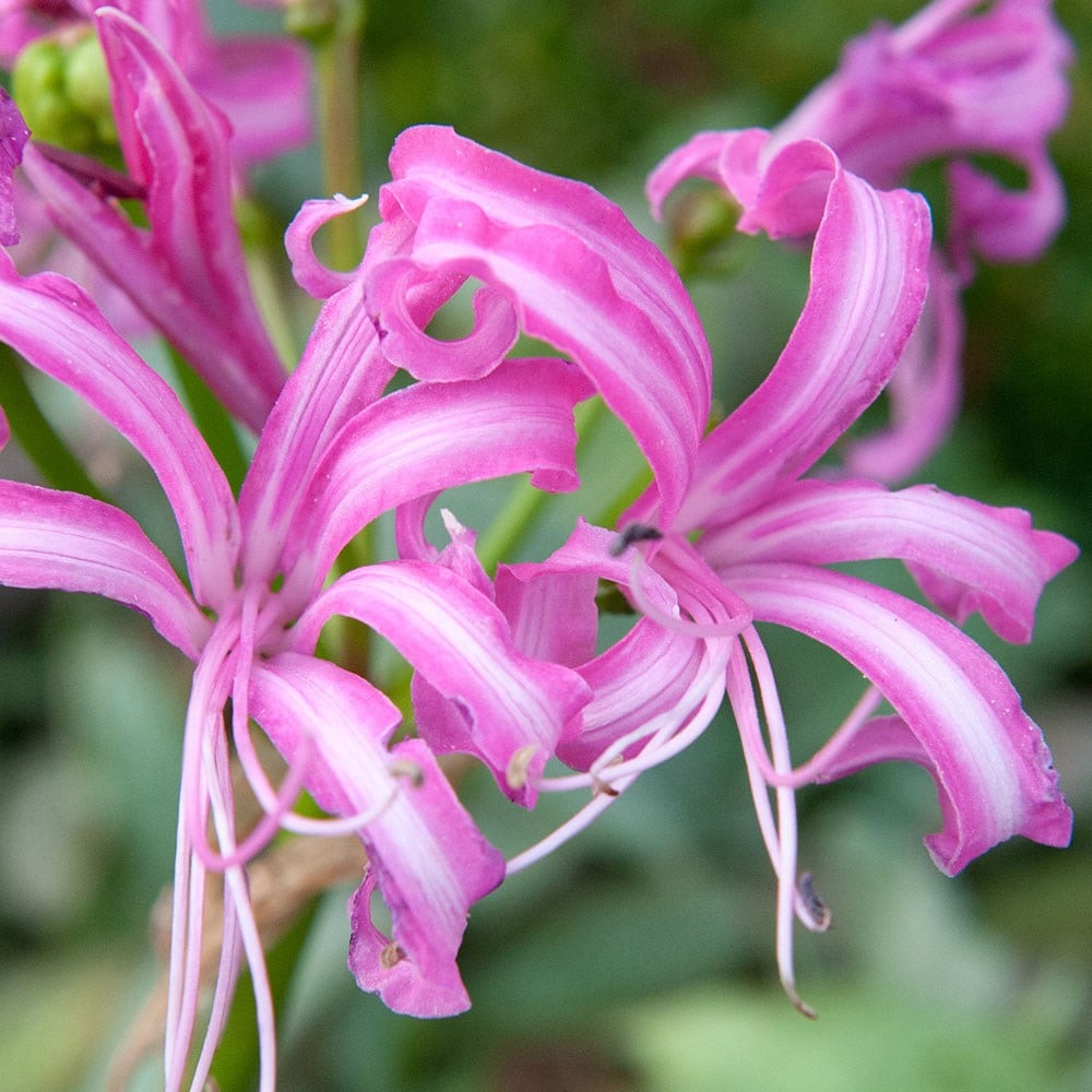 <i>Nerine bowdenii</i> 