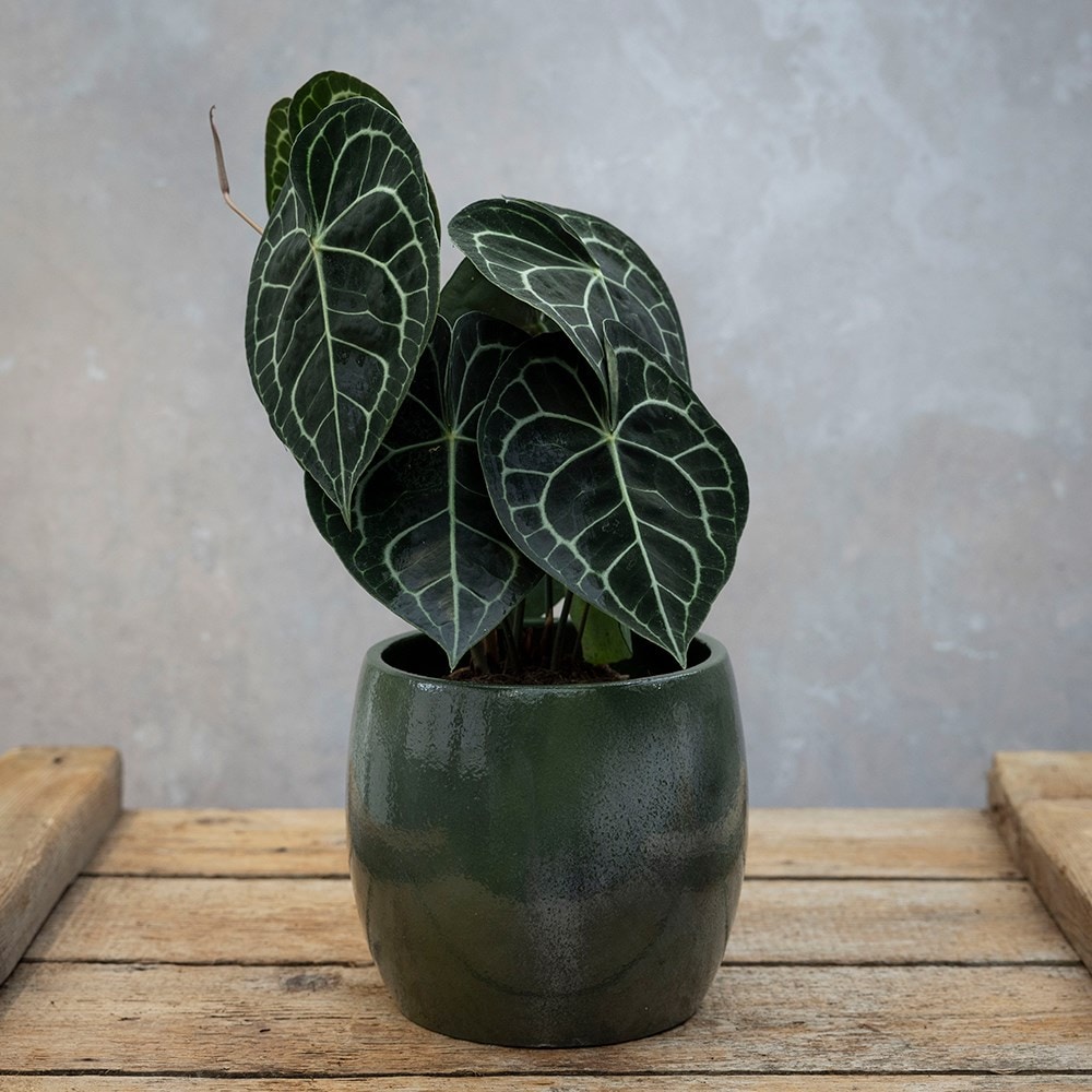 Product options image