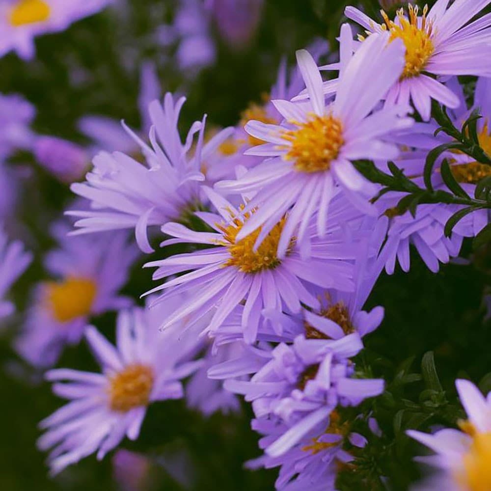 Product options image