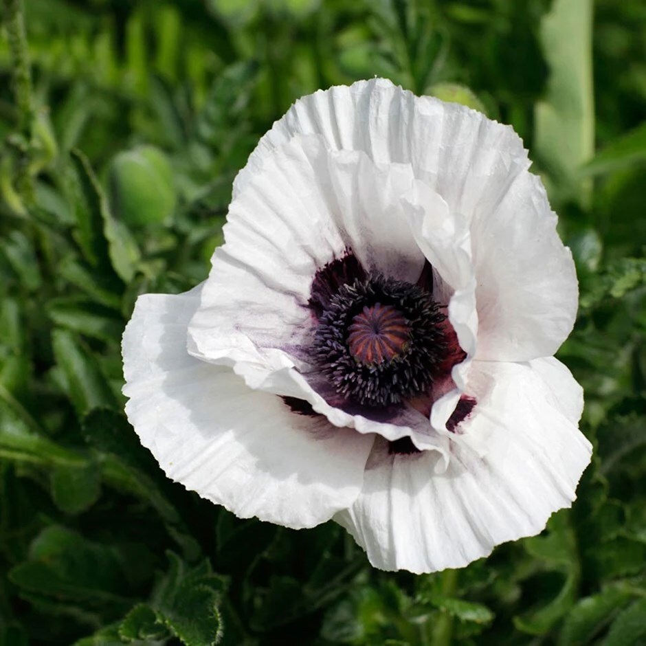 Buy oriental poppy Papaver '(Oriental Group) Royal Wedding'