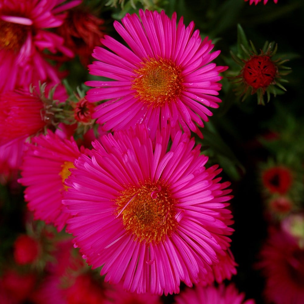 Product options image