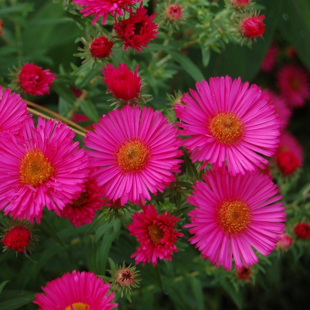 <i>Symphyotrichum novae-angliae</i> 'Andenken an Alma Pötschke'