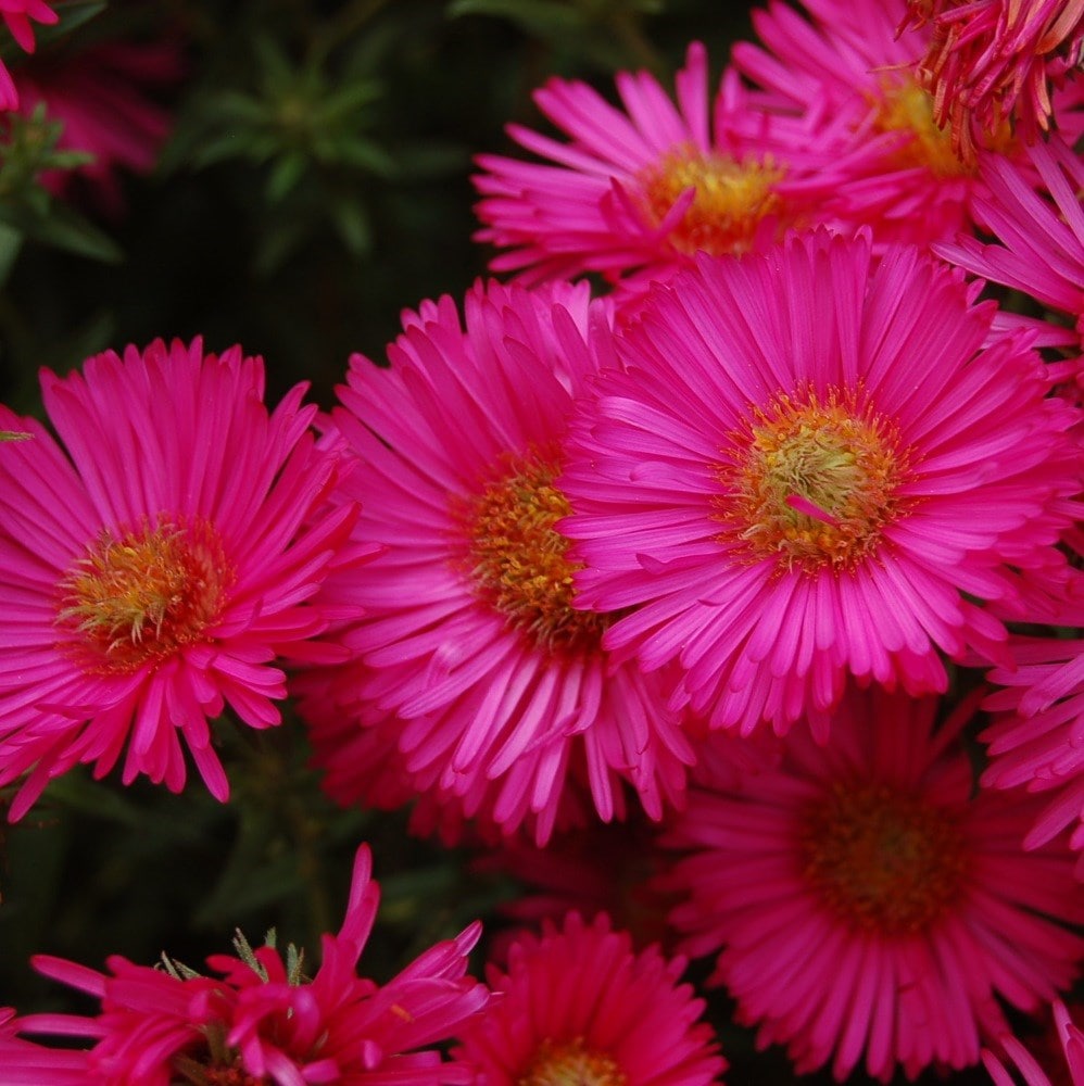 <i>Symphyotrichum novae-angliae</i> 'Andenken an Alma Pötschke'