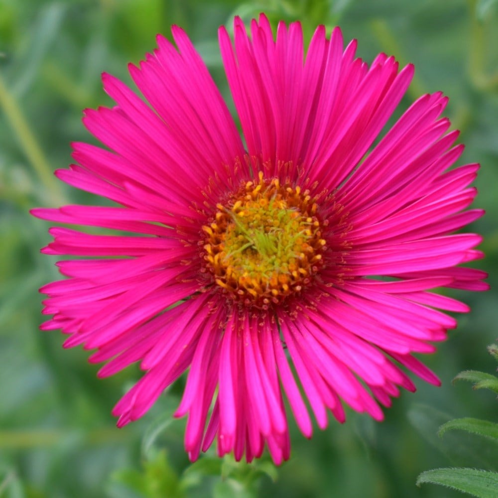 <i>Symphyotrichum novae-angliae</i> 'Andenken an Alma Pötschke'
