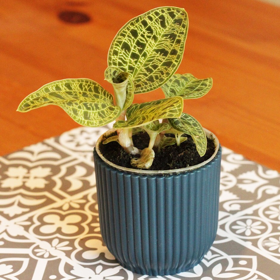 Buy lightning jewel orchid Macodes petola 'Lighting Green'