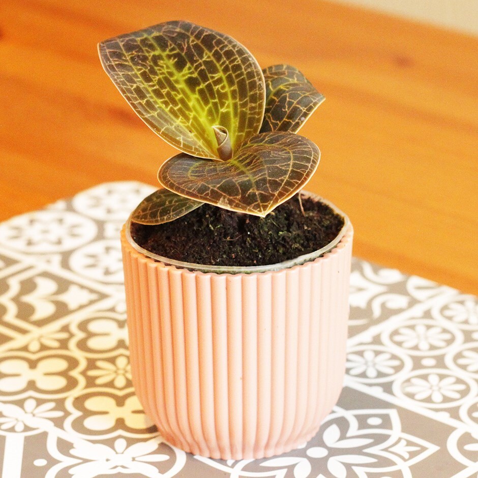 Buy lightning jewel orchid Macodes petola 'Lighting Red'