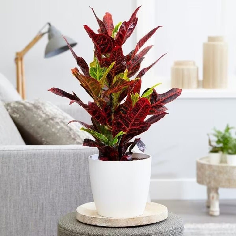 Product options image