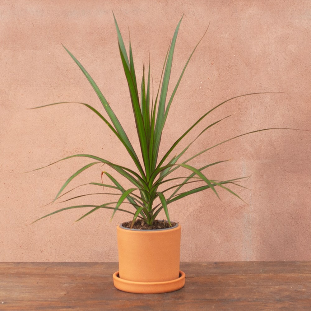 Product options image