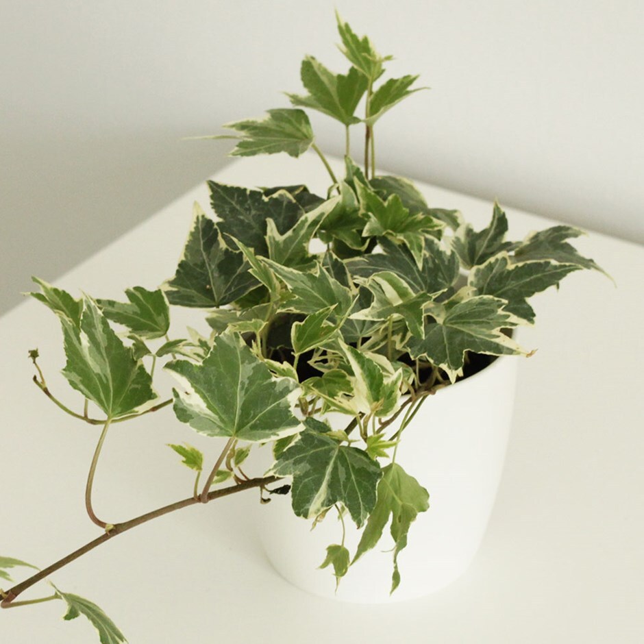 HEDERA IVY VARIEGATED – The Plant Hub