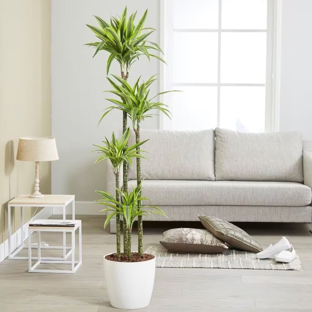 Product options image