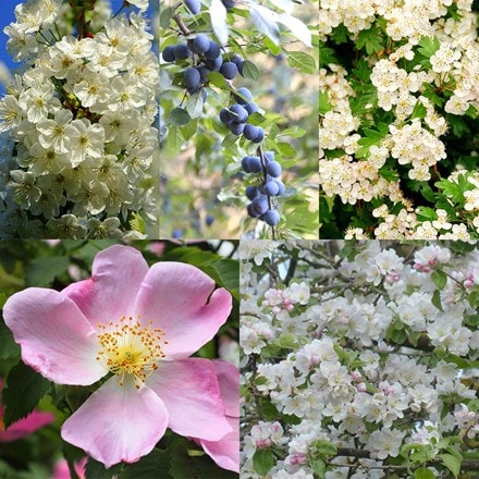 Flowering species rich hedge