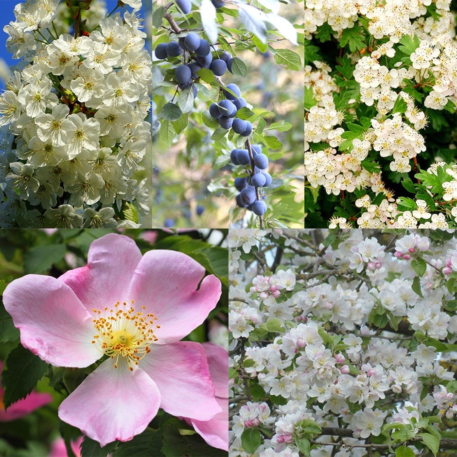 Flowering species-rich hedge Good for wildlife