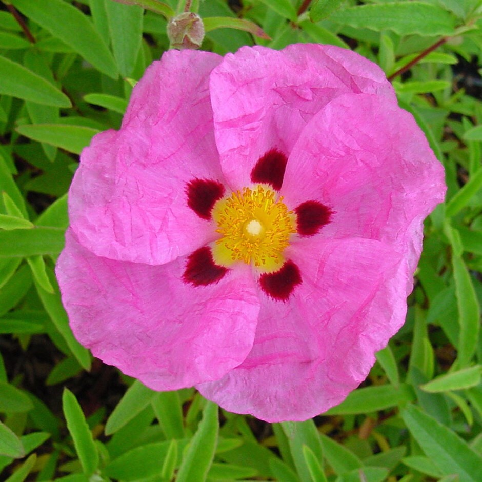 Buy rock rose Cistus × purpureus £55.99 Delivery by Crocus