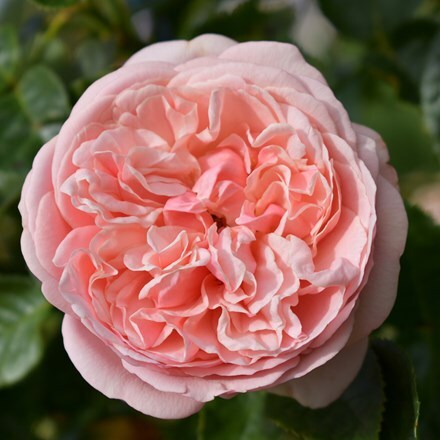 Rosa Aphrodite ('Tan00847') (PBR)