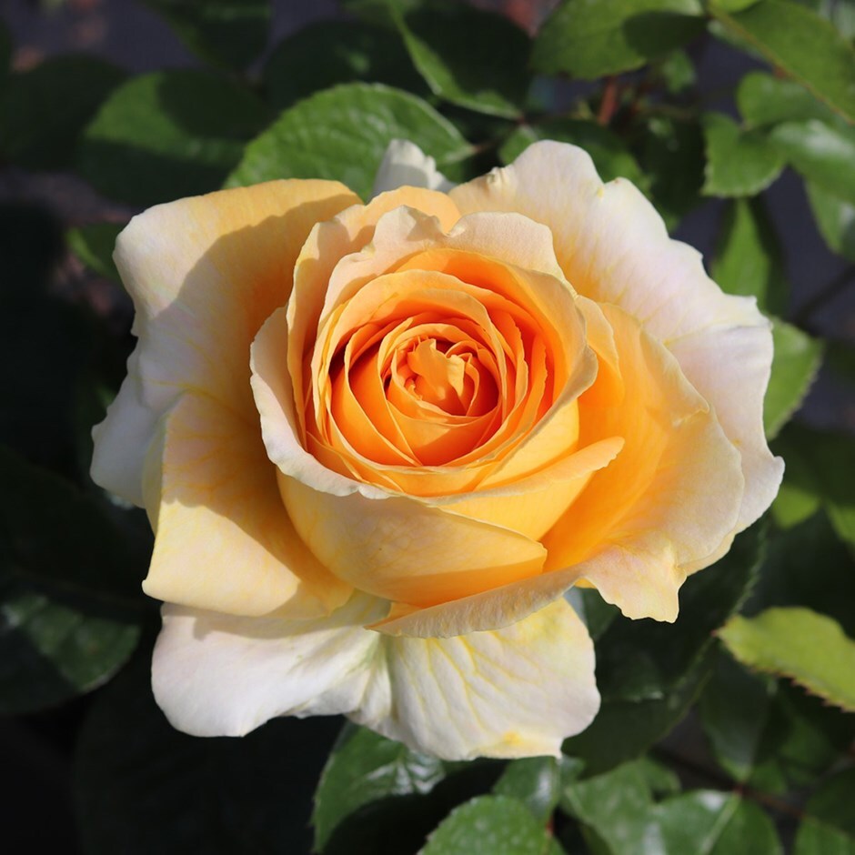 Buy rose Global Beauty (hybrid tea) Rosa 'Global Beauty ('Tan94448')'