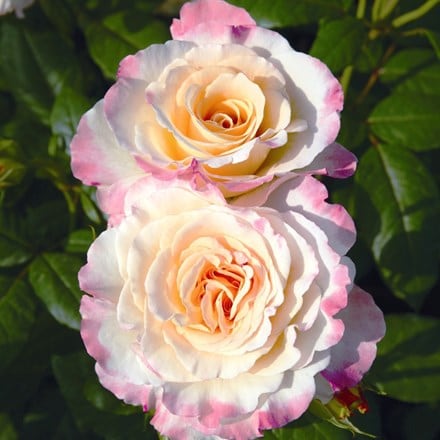Rosa Perfect Harmony ('Tangustedv')