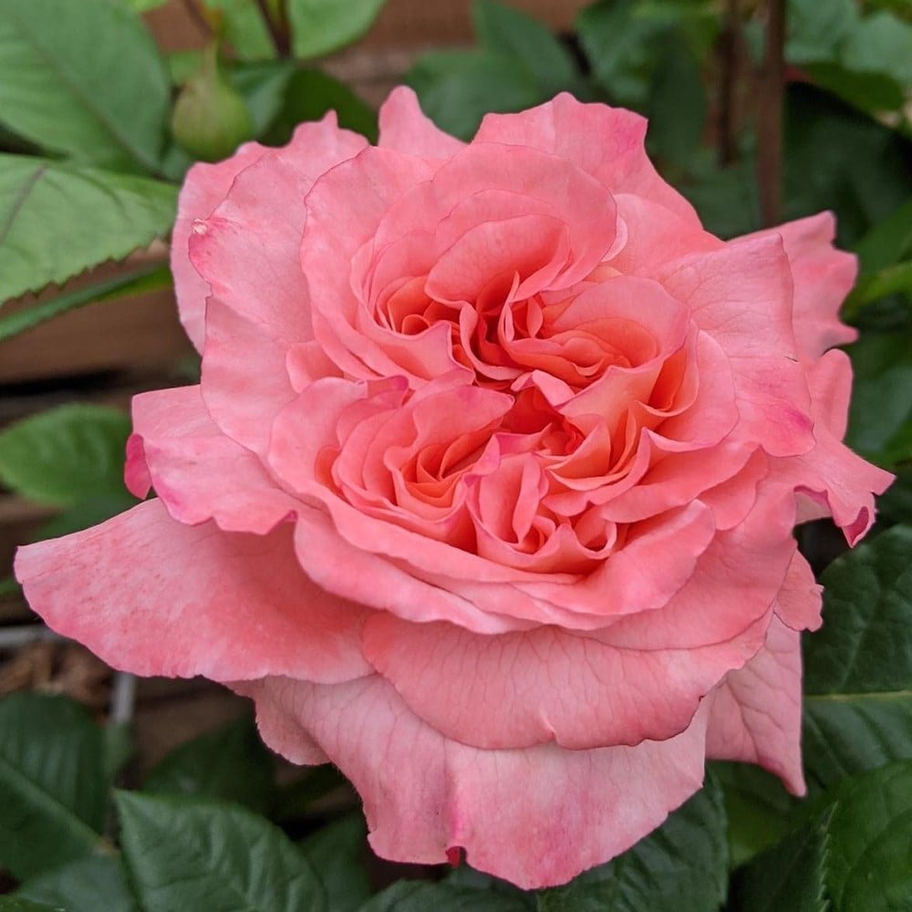 <i>Rosa</i> <b class=small-caps>Rachel</b> ('Tangust') (PBR) | Hybrid Tea Bush Rose